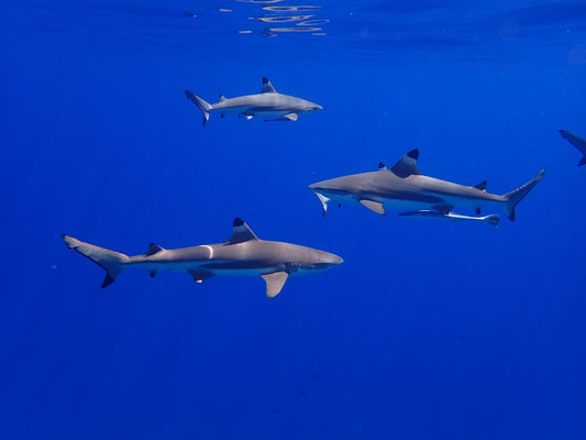 Haie auf Mallorca: Eine Entdeckungsreise in die Unterwasserwelt der Baleareninsel