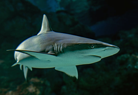 Haie im Mittelmeer: Eine Erkundung der faszinierenden Artenvielfalt und des Schutzes