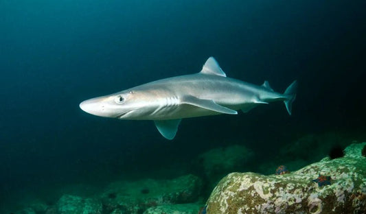 Haie in der Nordsee: Entdecke die faszinierende Welt der nordseetypischen Haiarten